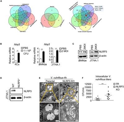 NLRP3 and mTOR Reciprocally Regulate Macrophage Phagolysosome Formation and Acidification Against Vibrio vulnificus Infection